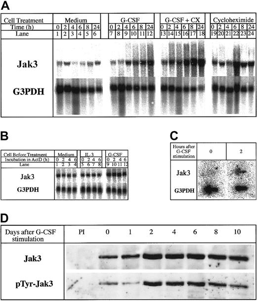 Fig. 1. Jak3 is a primary response gene for G-CSF. / (A) 32Dcl3 cells were treated with medium alone (lanes 1-6) and medium containing G-CSF in the absence or presence of cycloheximide (10 μg/mL; lanes 7-18). Total cellular RNA was extracted at 0, 2, 4, 6, 8, and 24 hours following cytokine treatment and 20 μg RNA was used for Northern analysis. The level of expression of Jak3 was determined by hybridization to a 32P-labeled Jak3 probe (upper panel). To control for the amount of RNA loaded, the membrane was stripped and reprobed with a 32P-labeled G3PDH probe (lower panel). (B) Cells were plated in IL-3–free medium (lanes 1-4) or in medium containing IL-3 (lanes 5-8) or G-CSF (lanes 9-12) for 12 hours. Actinomycin D was then added to the cultures and incubation was further continued for the indicated hours. RNA (20 μg) from each sample was subjected to Northern blot analysis. (C) 32Dcl3 cells were stimulated with G-CSF for 2 hours. Cells were pelleted and the labeled RNA was subjected to nuclear run on assays as described in “Materials and methods.” (D) Expression of Jak3 protein in G-CSF–stimulated 32Dcl3 cells. Cells were harvested at the indicated time (days) after exposure to G-CSF and 1.2 mg of the cell lysates was used for immunoprecipitation. The level of Jak3 protein was determined by probing the membrane with an anti-Jak3 antibody (upper panel) and presence of tyrosine phosphorylated proteins was detected by probing with the antiphosphotyrosine antibody, 4G10 (UBI, lower panel).