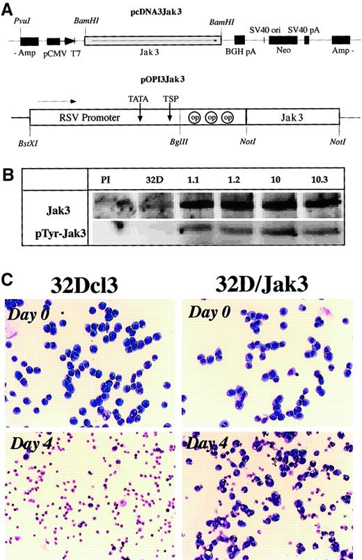 Fig. 2. Generation of 32D/Jak3 cells. / (A) Expression vectors used in the generation of 32D/Jak3 cells. Two independent 32D/Jak3 single-cell clones representing the 2 expression vectors, no. 10.3 (pcDNA3Jak3) and no. 1.1 (pOPI3Jak3) were selected for further analysis. (B) Overexpression of Jak3 in 32D/Jak3 cells. Parental 32Dcl3 and 32D/Jak3 (clone nos. 1.1, 1.2, 10, 10.3) cell lysate was used for immunoprecipitation with either normal rabbit serum (PI) or an anti-Jak3 antibody. The immunoprecipitates were immunoblotted with anti-Jak3 (upper panel) and 4G10 (lower panel) antibodies. (C) Increased cell survival in 32D/Jak3 cells under conditions of IL-3 deprivation. Cells were washed free of IL-3 and plated in medium without IL-3 for 4 days and subjected to morphologic analysis on staining with May-Grünwald-Giemsa staining. Original magnification × 10.