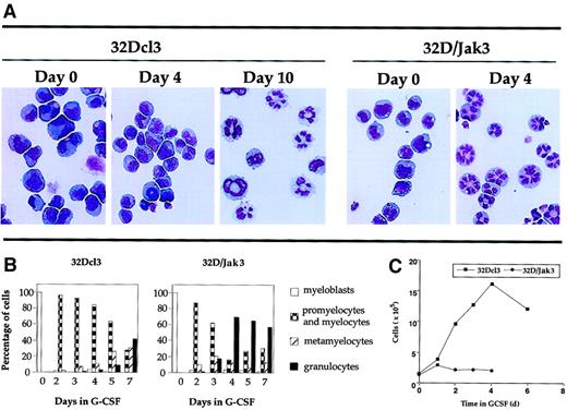 Fig. 3. Acceleration of differentiation in G-CSF–stimulated 32D/Jak3 cells. / (A) 32Dcl3 cells or 32D/Jak3 no. 10.3 cells were washed free of IL-3 and plated in the presence of G-CSF. Aliquots of the cell cultures were cytocentrifuged at the indicated days after treatment with G-CSF. The progression of granulocytic differentiation was monitored by May-Grünwald and Giemsa staining. Original magnification × 20. (B) Aliquots of the cell cultures were cytocentrifuged at the indicated days after treatment with G-CSF. The distribution of cells at different stages of granulocyte differentiation was determined by counting at least 100 cells in a field. (C) Cessation of proliferation followed by acceleration of granulocytic differentiation of 32D/Jak3 cells in response to G-CSF. 32Dcl3 cells or 32D/Jak3 no. 10.3 cells were washed free of IL-3 and plated in the presence of G-CSF. Cell viability was monitored using trypan blue staining.