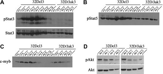 Fig. 5. Akt and Stat3 pathways are inactivated in 32D/Jak3 cells stimulated by G-CSF. / 32Dcl3 and 32D/Jak3 cells were washed free of IL-3 and plated in IMDM in the presence of G-CSF. Cells were harvested at the indicated time (days) after exposure to G-CSF and lysed in lysis buffer containing 0.5% Triton X-100. Then, 50 μg of the total cell lysates was used for immunoblotting with (A) phospho-Stat3 and Stat3, (B) phospho-Stat5, (C) c-myb, and (D) phospho-Akt and Akt.