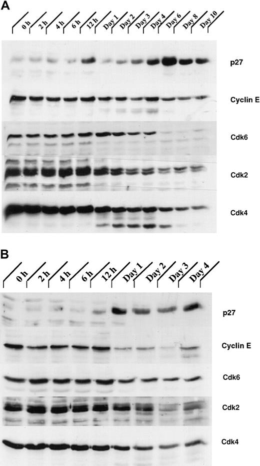 Fig. 6. The expression of proteins involved in regulation of the cell cycle is altered in 32D/Jak3 cells stimulated by G-CSF. / (A) 32Dcl3 and (B) 32D/Jak3 cells were washed free of IL-3 and plated in IMDM in the presence of G-CSF. Cells were harvested at the indicated time (days) after exposure to G-CSF and lysed in lysis buffer containing 0.5% Triton X-100. Then, 50 μg of the total cell lysate was used for immunoblotting with p27Kip1, Cyclin E, Cdk6, Cdk2, and Cdk4 antibodies. Immunoblots were visualized by ECL (Amersham) followed by autoradiography.