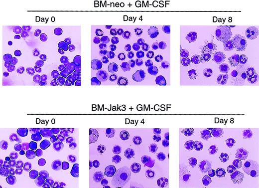 Fig. 7. Acceleration of morphologic differentiation in GM-CSF–stimulated BM-Jak3 cells. / Myeloblast-enriched BM cells from wild-type (C57/BL6) mice were infected with the retroviral vectors pMSCV-Jak3/neo or pMSCV-neo. Cells were seeded in methylcellulose and selected in the presence of G418. Several colonies from each infection were expanded, transferred to liquid culture, and induced for differentiation with GM-CSF. Cells were cytocentrifuged at the indicated time points and progression of differentiation was monitored by May-Grünwald and Giemsa staining. Original magnification × 20.