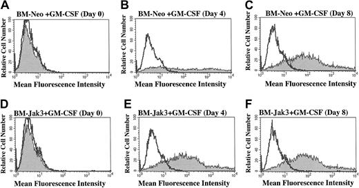 Fig. 8. BM-Jak3 cells display accelerated induction of Gr-1 expression following stimulation with GM-CSF. / Myeloblast-enriched BM cells from wild-type (C57/BL6) mice were infected with the retroviral vectors pMSCV-neo (A-C) or pMSCV-Jak3/neo (D-F). Cells were seeded in methylcellulose and selected in the presence of G418. Several colonies from each infection were expanded, transferred to liquid culture, and induced for differentiation with GM-CSF. At the indicated time points, cells were harvested by centrifugation, washed in PBS with 1% FCS, and stained with PE-conjugated anti–Gr-1 antibody. Following staining, the cells were subjected to flow cytometric analysis to determine degree of Gr-1 expression. Gr-1 expression is absent in day 0 BM-Neo (A) and BM-Jak3 (D) cells. In contrast, increased Gr-1 expression is observed in day 4 BM-Jak3 cells (E) compared to BM-Neo cells (B). Similar expression levels are observed in day 8 BM-Neo (C) or BM-Jak3 (F) cells.