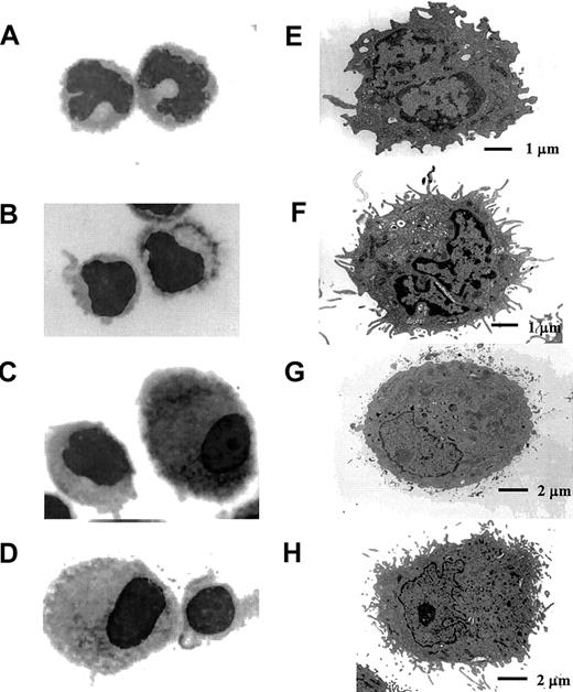 Fig. 2. The morphology of blood CD11c+ DCs, Mo-DCs, and ActMo-DCs. / (A-D) May-Grünwald-Giemsa–stained DCs (× 1000) and (E-H) electron microscopic analysis of DCs. (A,E) Directly isolated blood CD11c+ DCs and (B,F) blood CD11c+ DCs after overnight culture. (C,G) Mo-DCs and (D,H) ActMo-DCs differentiated/activated with LPS.