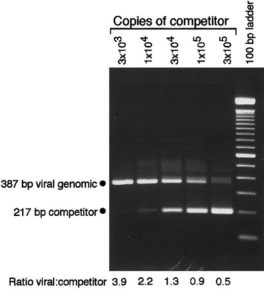 Fig. 2. CMV DNA copy number determination by QC-PCR. / Lysates of 1.3 × 104 cells from a Toledo-infected GM-P culture (MOI of 3, day 10 after infection) were analyzed in the presence of the indicated copies of pON2347 competitor. The positions of the 387-bp product from CMV genomic DNA and the 217-bp product from the competitor template are indicated. The ratio of viral genomic to competitor template was determined by density integration using a Stratagene Eagle Eye II/ Eagle Sight system.