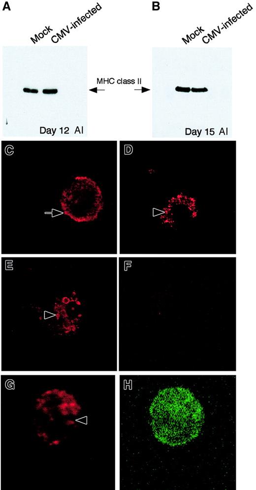 Fig. 6. Expression of MHC class II protein in adherent cells from GM-P cultures by immunoblot and immunofluorescence analyses. / (Top panels) Immunoblot analysis. (A) MHC class II (HLA-DRα) immunoblot performed on whole cell lysates from mock-infected cells and CMV-infected cells at day 12 after infection. (B) MHC class II (HLA-DRα) immunoblot performed on whole cell lysates from mock-infected cells and CMV-infected cells at day 15 after infection. (Bottom panels) Immunofluorescence analysis of MHC class II protein expression in CMV latently infected cells on day 15 after infection. (C) Mock-infected cells stained with MHC class II antibody IQU9. (D) CMV strain Toledo–infected cells stained with MHC class II antibody IQU9. (E) CMV mutant RV798-infected cells stained with MHC class II antibody IQU9. (F) CMV strain Toledo–infected cells stained with isotype control antibody. (G, H) CMV strain Toledo–infected cell dual stained for MHC class II (G) and CD14 (H). Anti–MHC class II (red staining) and CD14 (green staining) antibodies were detected with TR- and FITC-conjugated secondary antibodies, respectively. Arrow points to the cell surface of a mock-infected cells and arrowheads point to accumulation of MHC class II in latently infected cells. Original magnification, × 600.