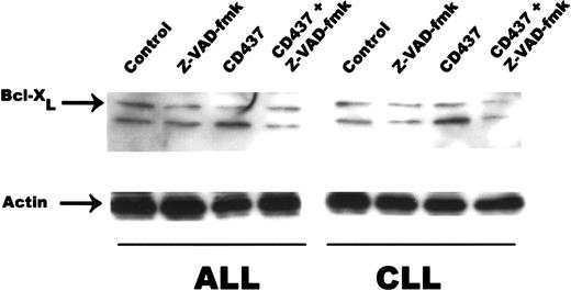 Fig. 7. Inhibition of caspase activity and Bcl-XLcleavage. / WSU-CLL and ALL-REH were exposed to 500 nM CD437 in the presence or absence of the pan-caspase inhibitor zVAD-fmk (200 nM). Cells were harvested 24 hours later, and Bcl-XL cleavage was assessed by Western blot. Actin was used as loading control.