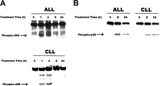 Fig. 9. CD437-mediated activation of JNK and p38 kinase. / Cells were exposed to 500nM CD437 and were harvested at 0, 1, 2, 8, and 24 hours following exposure to CD437; JNK and p38 kinase activation was assessed by means of Western blot. (A) JNK. (B) p38 kinase.