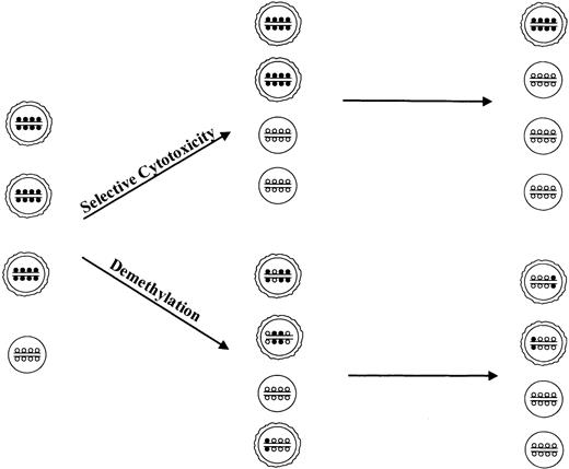 Fig. 3. Possible mechanisms of action of methylation inhibitors in MDS. / Single circle indicates normal hematopoetic precursor bone marrow cells; 2 circles, cells from myelodysplastic clone; small open circles, cytosine; small closed circles, methylcytosine.