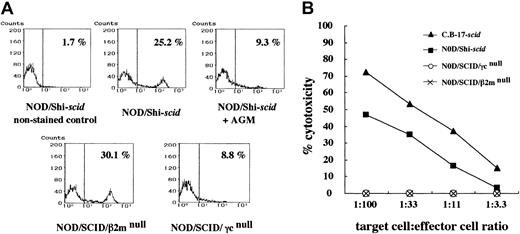 Fig. 2. NK cells and NK cell activity in NOD/Shi-. / scid mice with or without anti-asialo GM1 antibody, NOD/SCID/γcnull, and NOD/SCID/β2mnull mice. (A) Spleen cells from mice were stained with streptavidin-FITC and biotin-labeled anti-pan NK cell antibody. No NK cells were observed in spleen cells from NOD/SCID/γcnull mice or from NOD/Shi-scidmice treated with anti-asialo GM1 antibody. (B) Spleen cells from mice treated with poly I:C 2 days before the assay were used. The formula for percentage cytotoxicity is described in “Materials and methods.”