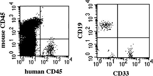Fig. 6. Successful engraftment by 1 × 102CD34+ cells in NOD/SCID/γcnull mice. / Successfully engrafted BM of NOD/SCID/γcnull mice shows multilineage human hematopoietic cells 5 months after transplantation.