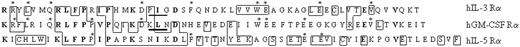 Fig. 2. Sequence comparison of cytosolic domains of hGM Rα, IL –3 Rα, and IL-5 Rα. / Aligned cytosolic sequences of hGM Rα, IL-3 Rα, and the related IL-5 Rα are shown. Amino acids present in all 3 Rα subunits or that are subject to conservative change are shown in bold. Those conserved between species are boxed and those present in 2 α subunits are marked with an asterisk (*). The PIG and KLN sequences of hIL-3 Rα and hGM Rα are indicated by underlining.