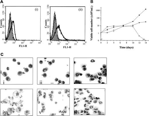 Fig. 3. Effect of expression of hGMβcchimera with or without hβc in FDCP-mix cells. / (A) Analysis of receptor subunit expression. Parental and hGM/βc transfected cells were analyzed for expression of the extracellular domain of the (i) hGM Rα and (ii) hβcsubunit using a 2-step labeling procedures and flow cytometry. The solid gray histogram represents the cell autofluorescence obtained in the absence of antibody staining. Representative histograms are shown for labeling obtained in the presence of secondary antibody only (gray) and in the presence of both primary and secondary antibody (black). (B) Effects on cellular proliferation. Cells expressing hGM/βc (○) and hGM/βc, hβc(●) were cultured in hGM-CSF (1 ng/mL) for 14 days. Cellular viability was assessed at intervals and the results are expressed as viable cell number (× 105/mL) and are mean ± SEM from 3 experiments. The results obtained with the wild-type hGM Rα,βc are shown for comparison (■). (C) Effect of activation of hGM/βc expressed alone or in combination with the hβc subunit on cell morphology. (i) hGM/βc cells, (ii) hGM/βc,hβc, and (iii) wild-type hGM Rα, hβc were cultured in hGM-CSF (1 ng/mL) for 7 days and photomicrographs were prepared following May-Grünwald-Giemsa staining of cytospin preparations. The morphology of cells cultured in the presence of murine cytokines (G/M Diff conditions), which promote myeloid development, are shown for comparison for (iv) hGM/βccells and (v) hGM/βc,βc and (vi) wild-type hGM Rα, hβc. Results are shown from an experiment representative of 3. Bar is 10 μm.