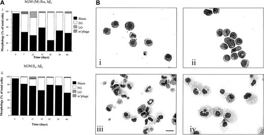 Fig. 6. Effects of activation of hGM (M) Rα, hβcand hGM/βc, hβc on cell development. / (A) Cell morphology. (i) hGM (M) Rα, hβc and (ii) hGM/βc, hβc cells were cultured in hGM-CSF (1 ng/mL) for 60 days and cytospin samples prepared at intervals during this time. Morphology was assessed following May-Grünwald-Giemsa staining. The morphology results are expressed as percentage of the total cells scored and pooled data from 3 experiments. The SEMs were less than 10%. (B) Ability to differentiate following long-term culture in hGM-CSF. Photomicrographs are shown of (i) hGM (M) Rα, hβc cells and (ii) hGM/βc, hβc cells cultured in hGM-CSF (1 ng/mL) for 60 days. After this time, (iii) hGM (M) Rα, hβc cells and (iv) hGM/βc, hβc cells were harvested, washed, and cultured in murine cytokines that promote myeloid development for a further 7 days. Cytospin preparations were May-Grünwald-Giemsa stained and are representative of 3 separate experiments. Bar is 10 μm.