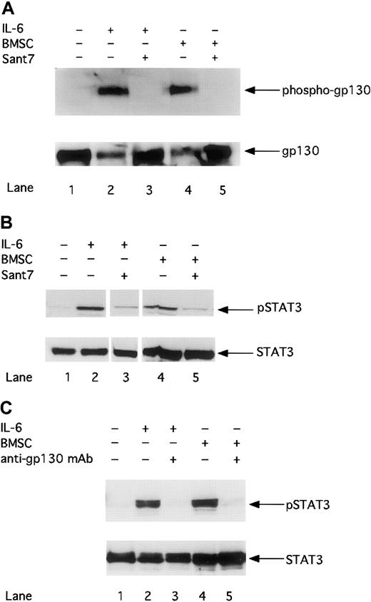 Fig. 2. The phosphorylation of gp130 and STAT3 is down-regulated by Sant7 or an anti-gp130 mAb in the absence or presence of BMSCs. / INA-6 cells were cultivated without IL-6 (lane 1), with 2 ng/mL IL-6 (lanes 2 and 3), or with BMSCs (lanes 4 and 5), and treated either with Sant7 (50 μg/mL; A,B: lanes 3 and 5) or with a blocking anti-gp130 mAb (100 μg/mL; C: lanes 3 and 5) for 12 hours. The phosphorylation of gp130 was analyzed by Western blotting and staining of immunoprecipitated gp130 with an antiphosphotyrosine antibody (A). The phosphorylation of STAT3 after treatment with Sant7 (B) or an anti-gp130 mAb (C) was detected on Western blots with a mAb against phosphorylated STAT3 at residue Tyr705. Western blot analysis of unphosphorylated gp130 or STAT3 served as a loading control.