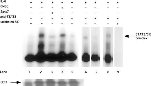 Fig. 3. Sant7 treatment of INA-6 cells leads to a reduced STAT3 DNA-binding activity. / INA-6 cells were cultivated without IL-6 (lane 1), with 2 ng/mL IL-6 (lanes 2, 3, and 6-8), or with BMSCs (lanes 4 and 5), and treated with Sant7 (50 μg/mL; lanes 3 and 5) for 12 hours. EMSA with double-stranded 32P-labeled oligonucleotide probe (which contains a consensus-binding site for STAT3) were performed to show DNA-binding activity of STAT3. Preincubation with an anti-STAT3 antibody inhibits the binding of STAT3 protein to the SIE probe (lane 7). To control binding specificity of the 32P-labeled SIE probe, a competition with a 50-fold excess of unlabeled probe was performed (lane 9). A probe for the transcription factor Oct-1 served as a control.