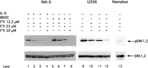 Fig. 6. FTI FPT III blocks phosphorylation of ERK1,2. / INA-6 cells were cultivated with 2 ng/mL IL-6 (lanes 1-4) or with BMSCs (lanes 5-8). The IL-6–independent cell lines U266 (lanes 9-12) and Namalwa (lane 13) were cultivated without IL-6 or BMSCs. U266 (lanes 10-12) and INA-6 (lane 2-4 and 6-8) cells were treated with FPT III for 12 hours. Western blot analysis with a Thr202/Tyr204-phosphospecific anti-ERK1,2 antibody was performed to analyze phosphorylation of ERK1,2 (pERK1,2) in INA-6, U266, and Namalwa cells. Western blot analysis of the unphosphorylated ERK1,2 indicates equal loading.