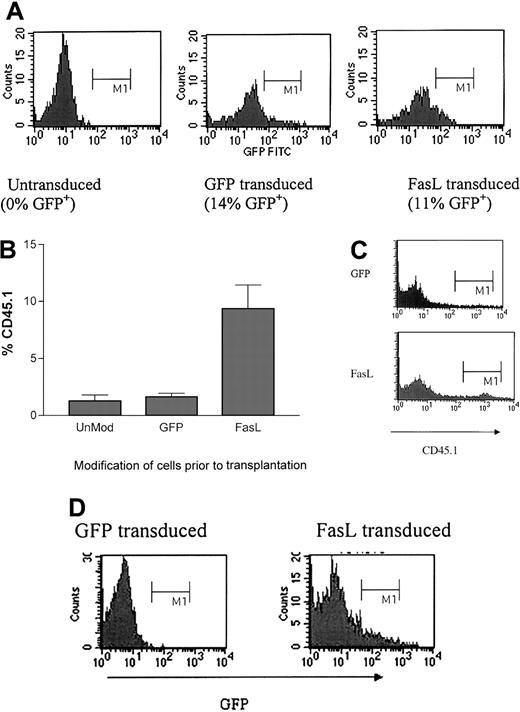 Fig. 3. Mice that received transplants of FasL+ allogeneic lin− BMs had enhanced engraftment early after BMT. / (A) B6.SJL (CD45.1+) lin− BMs were transduced with either control GFP or FasL(-GFP) vector. Cells were analyzed by FACS to determine the level of GFP fluorescence of the transduced cells prior to transplantation. (B) 105transduced lin− BM cells were transplanted intravenously into 400-cGy irradiated C3H.SW (CD45.2+) recipients. After mice were killed at 3 weeks after BMT, mouse organs were analyzed by FACS for correlated expression of CD45.1 and GFP. The graph shows the compilation of data for all mice shown in Table 1, with the average percentage of CD45.1+ cells in BM of each group. (C) The figure shows a representative plot for CD45.1 for a mouse that received a transplant of GFP-modified cells (top) and a mouse that received a transplant of FasL-modified cells (bottom). (D) These histograms show the GFP fluorescence of gated CD45.1+(donor) cells (from panel B) of representative mice that received transplants of lin− BMs transduced with either control GFP or FasL and analyzed at 3 weeks after BMT.