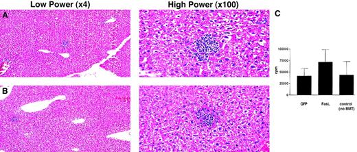Fig. 5. Mice that received transplants of FasL+lin− BMs did not have hepatocellular injury or enhanced hepatic inflammation and retained immune responsiveness to a third-party alloantigen. / (A,B) Livers from mice shown in Figure 3were fixed in formaldehyde, cut into paraffin blocks, then stained with hematoxylin and eosin for evaluation of inflammation. Panel A is a representative section from a control mouse that underwent GFP transplantation, and panel B is from the liver of a representative mouse that underwent FasL+ transplantation. (C) Splenocytes from mice that underwent transplantation were incubated as responders with irradiated (3000 cGy) allogeneic third-party stimulator (BALB/c) spleen cells. Four days after adding stimulators,3H-thymidine was added overnight. Cells were then harvested, and incorporation of 3H-thymidine was determined. This panel shows the proliferative responses (group averages ± SEM) from 8 mice that received transplants of FasL-transduced lin− BMs, 7 mice that received transplants of control GFP-transduced lin− BMs, 4 mice that received transplants of untransduced lin− BMs, and 3 control C3H.SW mice that did not undergo transplantation, taken from 3 separate experiments.