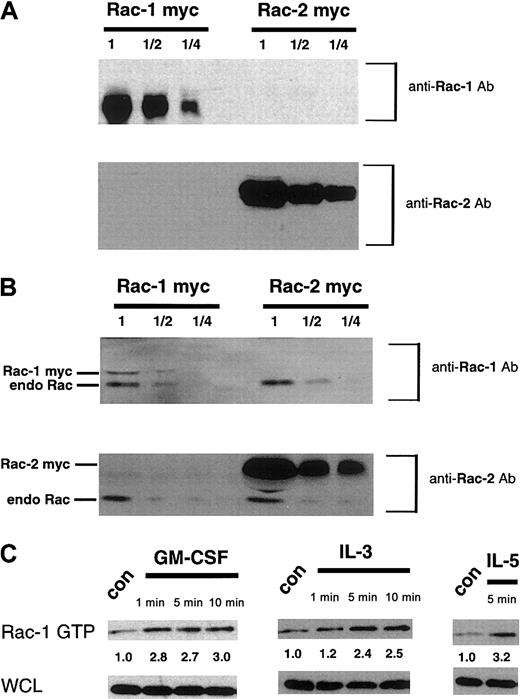 Fig. 1. Specificity of Rac antibodies and activation of Rac-1 by β-common family cytokines. / Baf/3 cells were electroporated with 15 μg constitutively active Rac-1 (Rac-1 myc) or Rac-2 (Rac-2 myc). At 16 hours after electroporation, cells were lysed and both overexpressed and endogenous Rac GTPases were precipitated using recombinant GST-PAK bound to GT beads. Antibodies specific for Rac-1 or Rac-2 were used for immunoblotting serial 2-fold dilutions (1, ½, ¼) of lysates with (A) overexpressed, myc-tagged Rac-1 or Rac-2 as indicated or (B) endogenous and overexpressed Rac-1 or Rac-2 isoforms. (C) MC/9 cells were incubated for 5 minutes with PBS (con), GM-CSF (10 μg/mL), IL-3 (5 μg/mL), or IL-5 (50 ng/mL) and lysed. Immunoblots of Rac-1 GTP bound by beads and in WCLs were performed using a Rac-1–specific monoclonal antibody (Rac-1 GTP). One half of the total GTP-bound Rac-1 precipitated was run in immunoblots. The WCLs corresponded to 1.3%, 1.2%, and 1.2% of the total Rac available for precipitation for GM-CSF, IL-3, and IL-5, respectively. Numbers below immunoblots of Rac-1 GTP (and of other GTP-bound GTPases in succeeding figures) represent the ratios of the optical density of the immunoblotted band of GST-PAK precipitated Rac-1 from stimulated cells to the optical density of the immunoblotted band of GST-PAK precipitated Rac-1 from control, unstimulated cells.