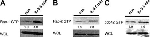 Fig. 2. IL-3 activates multiple Rho family GTPases in BMMCs. / BMMCs generated from BDF1 mice were incubated for 5 minutes with PBS (con) or IL-3 (5 μg/mL). Cells were lysed and GST-PAK was used to precipitate endogenous, GTP-bound Rac-1, Rac-2 or Cdc42. Immunoblots were performed with (A) a Rac-1 specific monoclonal antibody, (B) polyclonal antibodies specific for Rac-2, or (C) polyclonal antibodies specific for Cdc42. Immunoblots of Rac/Cdc42 present in WCLs were performed with the same antibodies as used to visualize Rac/Cdc42-GTP precipitated with GST-PAK (except for the case of Rac-2 where, for technical reasons, the Rac-1 antibody was used to probe the immunoblot of the WCL). One half of total GTP-bound Rac-1 precipitated was run in the Rac-1 immunoblot; the WCL corresponded to 3% of total Rac-1 available for precipitation. The total amount of GTP-bound Cdc42 precipitated was run in the Cdc42-specific immunoblot; the WCL corresponded to 4% of the total Cdc42 available for precipitation. Shown below immunoblots GTP-bound GTPases in this and succeeding figures are numbers corresponding to the ratios of the optical densities of the bands from stimulated versus control cells.