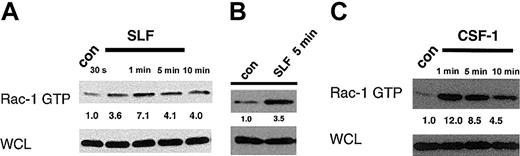 Fig. 3. Activation of Rac-1 stimulated by hemopoietic growth factors acting through receptor tyrosine kinases. / (A) MC/9 cells were stimulated with SLF (50 ng/mL), (B) BMMCs from BDF1 mice were stimulated with SLF (50 ng/mL), or (C) WEHI 274.3 cells were stimulated with CSF-1 (200 ng/mL) for the indicated number of minutes or with PBS for 5 minutes (con). Following stimulation, lysates were assayed for GTP-bound/activated endogenous Rac-1 (Rac-1 GTP) as specified earlier. Immunoblots were performed using a Rac-1–specific monoclonal antibody. One half of the total GTP-bound Rac-1 precipitated was run in immunoblots for cells described in panels A, B, and C. The WCLs corresponded to 1.9%, 2.6%, and 2.1% of the total Rac-1 available for precipitation from cells in panels A, B, and C, respectively.