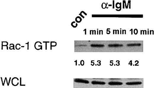 Fig. 4. Activation of Rac-1 induced by cross-linking of the BCR. / Splenocytes from BDF1 mice were stimulated with LPS (15 μg/mL) for 72 hours to generate B lymphoblasts. B lymphoblasts were stimulated with F(ab′)2 fragments of antimouse IgM (40 μg/mL) for the indicated length of time or treated with PBS for 5 minutes (con). Following stimulation, lysates were assayed for GTP-bound endogenous Rac-1 (Rac-1 GTP) as specified earlier. Immunoblots were performed using a Rac-1 monoclonal antibody. One half of the total GTP-bound Rac-1 precipitated was run and the WCL corresponded to 1.4% of the total Rac-1 available for precipitation.