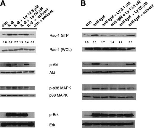 Fig. 5. Effects of the PI-3K inhibitor, Ly294002, on activation of Rac-1 and p38 MAPK induced by IL-3 or cross-linking of the BCR. / (A) BMMCs from Balb/c mice or (B) LPS-stimulated B lymphoblasts from BDF1 mice were pretreated with Ly294002 or with ethanol (solvent), and subsequently stimulated for 5 minutes with PBS (con), IL-3 (1 μg/mL), or F(ab′)2 fragments of antimouse IgM (40 μg/mL). Activated, endogenous Rac-1 (Rac-1 GTP) was precipitated by GST-PAK bound to GT beads. Immunoblots were performed using a Rac-1–specific monoclonal antibody. Activation levels of endogenous Akt, Erk, and p38 MAPK were measured from WCLs using antibodies capable of specifically recognizing the phosphorylated form of these molecules (p-Akt, p-Erk, p-p38 MAPK). Equivalency of loading was confirmed by reprobing phosphoblots with antibodies capable of recognizing both phosphorylated and nonphosphorylated proteins (Akt, Erk, p38 MAPK).