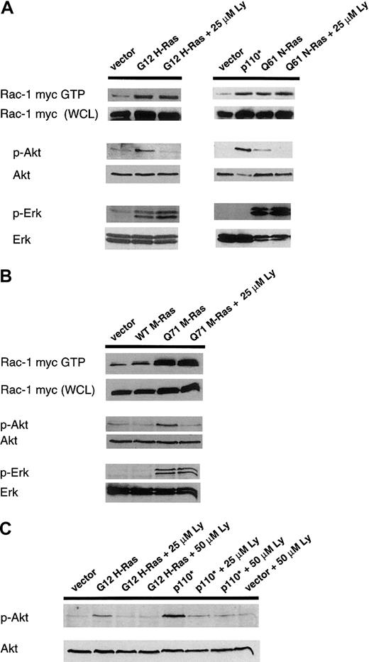 Fig. 6. Overexpression of activated mutants of H-Ras, N-Ras, or M-Ras results in activation of Rac-1 via a mechanism, which is not inhibited by Ly294002. / Baf/3 cells were coelectroporated with 3 μg pEGFP-C1 empty vector, 3 μg wild-type, myc-tagged Rac-1, and 15 μg of (A and C) control plasmid (vector), a constitutively active mutant of PI-3K (p110*), or constitutively active mutants of one of 2 p21 Ras isoforms (G12 H-Ras and Q61 N-Ras), (B) control plasmid (vector), wild-type M-Ras (WT M-Ras), or a constitutively active mutant of M-Ras (Q71 M-Ras). At 16 hours after electroporation, cells were resuspended in serum-free medium for 2 hours. Ly294002 (25 μM dissolved in DMSO) was present for these 2 hours for N-RAS (A). Ly294002 (25 μM dissolved in ethanol) was present for the last 30 minutes for H-Ras (A), M-Ras (B), and H-Ras/p110* (C). After this, cells were lysed. Activated Rac-1 myc (Rac-1 myc GTP) was precipitated from lysates using GST-PAK bound to GT beads and detected by immunoblotting with a Rac-1 specific monoclonal antibody. The activation status of Akt and Erk was also determined from the same lysates using phospho-specific antibodies (p-Akt, p-Erk). Equivalency of loading was confirmed as described earlier (Akt, Erk).