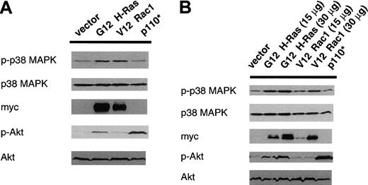 Fig. 7. Overexpression of activated H-Ras or Rac-1, but not p110 PI-3K, is sufficient for activation of p38 MAPK in hemopoietic cells. / (A) Baf/3 cells or (B) R6/X cells were electroporated with 5 μg pEGFP-C1 empty vector, and 30 μg (unless otherwise specified) control plasmid (vector), constitutively active p21 Ras (G12 H-Ras), constitutively active Rac-1 (V12 Rac-1), or constitutively active PI-3K (p110*). At 16 hours after electroporation, activation of p38 MAPK or PI-3K was measured using phospho-p38 MAPK (p-p38 MAPK) or phospho-Akt (p-Akt) specific antibodies, respectively. Equivalency of loading was confirmed using antibodies capable of recognizing both the phosphorylated and nonphosphorylated form of p38 MAPK (p38 MAPK), or Akt (Akt). The relative expression levels of constitutively active mutants of Ras and Rac-1 were estimated using a monoclonal antibody specific for an epitope tag from human c-myc (myc) common to both.
