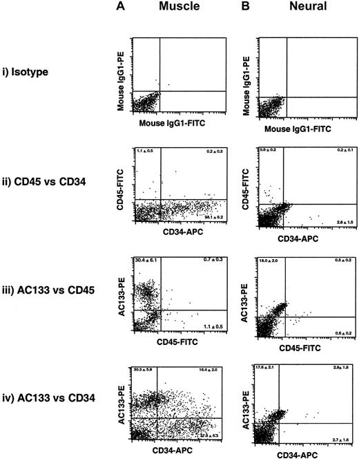Fig. 1. Flow cytometric analysis of cell surface phenotype of cells derived from human muscle and neural tissues. / Flow cytometry was used to evaluate the cell surface expression of the human-specific proteins associated with hematopoietic tissue: AC133, and cell differentiation markers CD34 and CD45. A representative FACS analysis of de novo–isolated muscle (A) and neural (B) cells is shown, and the percentage of subpopulations expressing single or coexpressing human hematopoietic markers is shown as the average mean ± SEM (n = 4) in each quadrant. Specificity of hematopoietic antibody staining and background signal was determined by comparing muscle and neural cells stained with mouse IgG1 (Ai and Bi) to establish positive quadrant levels to omit fluorescence because of nonspecific binding and auto fluorescence properties of the cells. Results are based on data from 4 independent samples of muscle and neural tissues analyzed in duplicate.