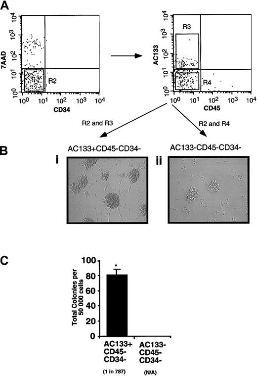 Fig. 6. Isolation of AC133+ and AC133−subsets from human embryonic tissues. / Human fetal neural cells were stained with human-specific antibodies raised to the prominin AC133, CD34, and CD45. AC133+ and AC133− cells were isolated according to sorting gates shown in Figure 1, from the population of cells devoid of CD34 and the hematopoietic marker CD45. (A) Purified subpopulations of AC133+CD34−CD45− (Bi) and AC133−CD45−CD34− (Bii) cells from human neural tissue were cultured under serum-free conditions shown to induce neural hematopoiesis. Magnification × 200 (Bi) and × 400 (Bii). Hematopoietic colonies of multiple lineages were detected from AC133+CD34−CD45− cells. The composition of colonies was similar to that shown in Figure 4. (C) Quantitative analysis of hematopoietic colonies arising from either AC133+ or AC133− subsets from the CD34−CD45− population. Cells were cultured in HGF with BMP-4 and EPO and were then collected and plated into colony-forming assays. Colonies were scored after 12 to 14 days and shown as the average number of colonies per 50 000 cell input ± SEM. Averages shown are based on 4 independent samples.