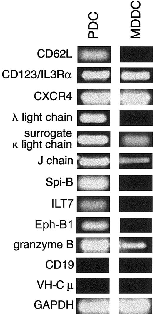 Fig. 1. Differential mRNA expression of selected genes between PDCs and MDDCs. / CD62L, CD123/IL-3Rα, CXCR4, λ light chain, surrogate κ light chain, J chain, Spi-B, ILT7, Eph-B1, and granzyme B expression patterns were compared with reverse-transcribed RNA from PDC (a mix of 50% freshly isolated PDCs and 50% of IL-3/CD40L-activated PDCs) and MDDCs (CD40-activated MDDCs) that was kept from the original material used for the subtraction. RT-PCR consisted of 35 cycles of denaturing (30 seconds, 94°C), annealing (30 seconds), and extension (2 minutes, 72°C). Lack of B-cell contamination in PDCs and MDDCs was verified using CD19 and VHconsensus-Cμ primers previously validated on cDNA from tonsil B cells. GAPDH-specific oligonucleotides were used on the same populations.