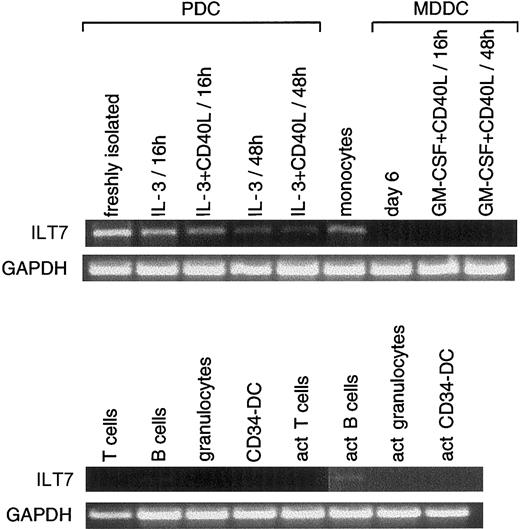 Fig. 2. Restricted expression profile of ILT7. / RT-PCR (35 cycles) was performed using ILT7-specific oligonucleotides (amplifying a product of 973 bp) on first-strand cDNA from freshly isolated PDCs or activated (act) at different time points (from donors different from the one used for the subtraction; see “Materials and methods”); monocytes; MDDCs nonactivated (day 6) or activated (in the presence of CD40L-transfected cell line and GM-CSF) at different time points; on resting or activated T cells, B cells, and granulocytes; and on CD34-derived DCs. ILT7 was expressed mainly in PDCs, monocytes, and activated B cells. Results are representative of 1 of 2 experiments.