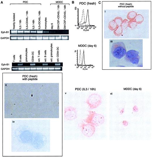 Fig. 3. Cells of the immune system express Eph-B1. / (A) RT-PCR (35 cycles) was performed using Eph-B1–specific oligonucleotides (amplifying a product of 580 bp) on the same populations as those detailed in Figure 2. Eph-B1 is highly expressed on PDCs and present in B cells and CD34-derived DCs. Results are representative of 1 of 4 experiments. (B) FACS analysis expression of intracytoplasmic Eph-B1 protein on freshly isolated PDCs and MDDCs. (C) Eph-B1 stainings in PDCs (freshly isolated and cultured overnight in IL-3) and MDDCs on cytospin with (iii,iv) or without (i,ii,v,vi) hematoxylin counterstaining. Specific inhibition in the presence of Eph-B1 peptide (ii,iv) of the labeling using a rabbit polyclonal antibody generated against an intracytoplasmic peptide of Eph-B1 (i,iii). Original magnifications: (i,ii,v,vi) × 400; (iii,iv) × 1000.