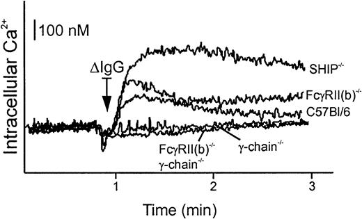 Fig. 2. Calcium mobilization upon FcγR stimulation in BMMs from gene-targeted mice. / BMMs (5 × 105) from gene-targeted mice indicated were loaded with Indo-1 AM and stimulated with 40 μg/mL ΔIgG. The intracellular Ca++ was monitored by spectrofluorometry. The bar indicates intracellular Ca++ as a reference. The arrow indicates the time when ΔIgG was added.