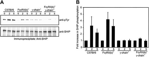 Fig. 3. Tyrosine phosphorylation of SHIP upon FcγR stimulation in BMMs from gene-targeted mice. / (A) BMMs (4 × 106) from gene-targeted mice indicated were stimulated with 40 μg/mL ΔIgG for indicated minutes, lysed, and immunoprecipitated with anti–SHIP antibody. The immunoprecipitates were blotted with antiphosphotyrosine antibody (upper panel; anti-pTyr) or anti–SHIP antibody (lower panel). (B) The amount of tyrosine-phosphorylated SHIP to total SHIP shown in panel A was quantified and expressed as fold increase of the ratio. The results were shown as relative values of the time-zero controls and as averages from 2 independent experiments. Bars represent standard errors of duplicate measurements.