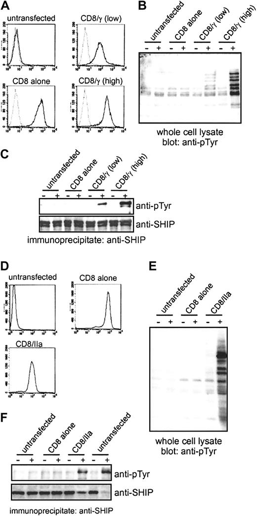 Fig. 4. Clustering of FcγRIIa or the γ-chain of FcγRs is sufficient for SHIP phosphorylation. / (A) The expression of CD8 chimeras in stable RAW264.7 transfectants was examined by fluorescence-activating cell sorter (FACS) analysis. The cells were stained with biotinylated F(ab′)2 fragments of OKT8 followed by FITC-conjugated streptavidin and analyzed by FACS. Dotted lines indicate fluorescence of unstained cells. (B,C) The RAW264.7 transfectants were stimulated with biotinylated F(ab′)2 fragments of OKT8 followed by streptavidin. Whole-cell lysates (B) or SHIP immunoprecipitates (C) were separated by SDS-PAGE and blotted with antiphosphotyrosine (anti-pTyr). The filter in C was reprobed with anti–SHIP antibody (lower panel). (D) The expression of CD8 chimeras in stable THP-1 transfectants was examined by FACS analysis using biotinylated F(ab′)2 fragments of OKT8 followed by FITC-conjugated streptavidin. (E,F) THP-1 transfectants were stimulated with biotinylated F(ab′)2fragments of OKT8 followed by streptavidin. Whole-cell lysates (E) or SHIP immunoprecipitates (F) were blotted with anti-pTyr. In panel F, untransfected cells were also stimulated with Fab fragments of IV.3 antibody followed by F(ab′)2 fragments of goat anti–mouse antibody (2 lanes on the farthest right). The membrane was reprobed with anti–SHIP antibody (lower panel).