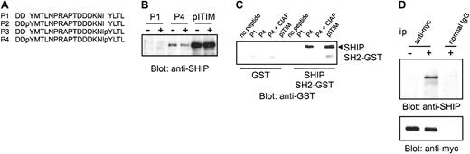 Fig. 5. SHIP binds directly to the ITAM of FcγRIIa in vitro and in vivo. / (A) Sequences of peptides used are shown and described previously.29 (B) THP-1 cells were stimulated with Fab fragments of IV.3 antibody followed by F(ab′)2 fragments of goat anti–mouse antibody. The lysates were incubated with biotinylated peptides indicated and purified by Neutravidin beads. The precipitates were resolved by SDS-PAGE, and blotted with anti–SHIP antibody. (C) The recombinant GST-SH2-SHIP fusion protein (right 5 lanes) or GST protein (left 5 lanes) was incubated with biotinylated peptides indicated, precipitated with Neutravidin beads, resolved by SDS-PAGE, and blotted with anti–GST antibody. The phosphorylated peptides were pretreated with calf intestinal alkaline phosphatase (CIAP) before the incubation with recombinant proteins as indicated. The position of GST-SH2-SHIP was indicated at right. (D) THP-1 transfectants were stimulated with biotinylated F(ab′)2 fragments of OKT8 followed by streptavidin and lysates were immunoprecipitated with anti-myc. The immunoprecipitates (ip) were separated by SDS-PAGE and probed with antibody to SHIP (upper panel) and reprobed with anti-myc (lower panel).