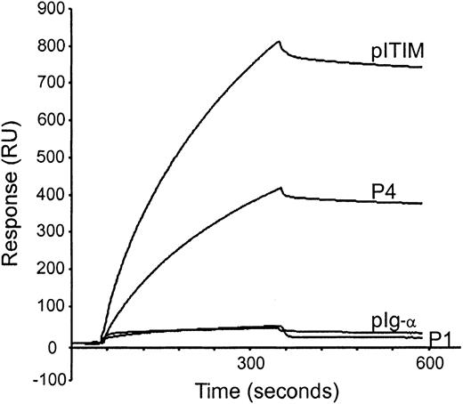 Fig. 6. Measurements of affinities between GST-SH2-SHIP fusion protein and phosphopeptides by surface plasmon resonance. / Biotinylated phosphopeptides indicated were captured on a streptavidin-coated sensor chip, and GST-SH2-SHIP was injected for 5 minutes at a flow rate of 30 μL/min at 25°C. The chip was washed with binding buffer for a further 5 minutes to examine dissociation rates.