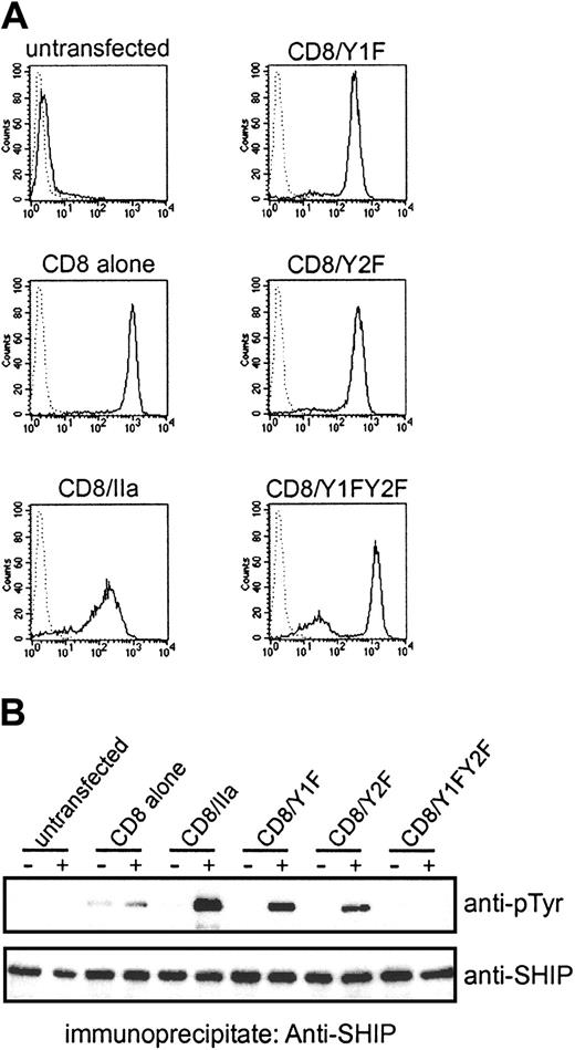 Fig. 7. Both tyrosine residues in FcγRIIa ITAM are responsible for SHIP phosphorylation in vivo. / (A) The expression of CD8 chimeras with substitutions of tyrosine residues with phenylalanine was examined by FACS analysis using biotinylated F(ab′)2 fragments of OKT8 followed by FITC-conjugated streptavidin. Dotted lines indicate fluorescence of unstained cells. (B) The THP-1 transfectants were stimulated with biotinylated F(ab′)2 fragments of OKT8 followed by streptavidin. The lysates from the cells were immunoprecipitated with anti–SHIP antibody, separated on SDS-PAGE gels, and blotted with antiphosphotyrosine (anti-pTyr) antibody. The filter was reprobed with anti–SHIP antibody.