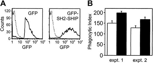 Fig. 8. The introduction of SH2-SHIP enhances the phagocytic abilities in the absence of FcγRII(b). / (A) THP-1 cells were transiently transfected with GFP or GFP-SH2-SHIP. The GFP-positive cells were sorted and analyzed by FACS analysis. Dashed lines indicate untransfected THP-1 cells. (B) The sorted GFP-positive cells were incubated with RBCs coated with Fab fragments of IV.3 antibody for 20 minutes at 37°C. The results were expressed as the number of the internalized RBCs per 100 cells which phagocytosed at least one RBC (phagocytic index). Open and closed bars represent phagocytic indexes for GFP-expressing cells and GFP-SH2-SHIP–expressing cells, respectively. Results are shown as the averages of duplication and are representative of 2 independent experiments. Bars represent standard errors of duplicate samples.