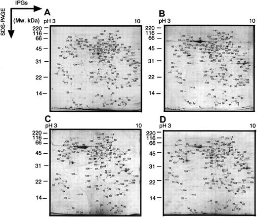 Fig. 1. Two-dimensional electrophoretograms of wide pH range of MPRO cells. / MPRO cells differentiate to mature neutrophils in the presence of ATRA. Following exposure to 10 μM ATRA for 0, 24, 48, or 72 hours, MPRO cell lysate (2.5 × 106 cells/sample) was loaded for 2-dimensional electrophoretic (2DE) analysis. The gels were stained with brilliant blue G-colloidal dye. (A) Uninduced MPRO cell (0 hour); (B) MPRO cells induced with ATRA for 24 hours; (C) MPRO cells induced with ATRA for 48 hours; (D) matured MPRO cells induced with ATRA for 72 hours. The most visible protein spots in the maps were subjected to MS analysis. The marked 2 DE maps could be found in our website (http://bioinfo.mbb.yale.edu/expression/myelopoiesis). *2 DE maps of panels A and D were published in our previous paper.20