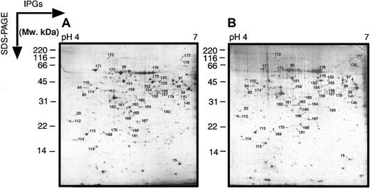 Fig. 2. Two-dimensional electrophoretograms of MPRO cells in pH range 4 to 7. / MPRO cell lysate (1.5 × 106 cells/sample) was loaded for 2DE analysis (pH 4-7). The gels were stained with brilliant blue G-colloidal dye. (A) Uninduced MPRO cell (0 hour); (B) matured MPRO cells induced with ATRA for 72 hours. The other information is presented as in the legend to Figure 1.