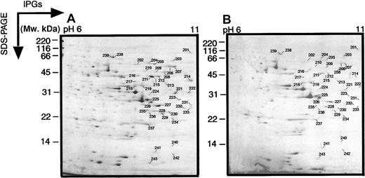 Fig. 3. Two-dimensional electrophoretograms of MPRO cells in pH range 6 to 11. / MPRO cell lysate (1.5 × 106 cells/sample) was loaded for basic pH 2DE analysis (pH 6-11). The gels were stained with brilliant blue G-colloidal dye. (A) Uninduced MPRO cell (0 hour); (B) matured MPRO cells induced with ATRA for 72 hours. The other information is presented as in the legend to Figure 1.