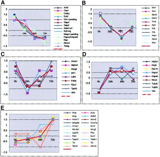 Fig. 4. Protein clusters according to their expression patterns. / The 72 protein spots were grouped into 6 clusters (1 empty cluster is not shown). Each cluster is represented by the centroid (average pattern represented by a thick red line) for genes in the cluster. Expression level of each gene was standardized to have zero mean and unit SD across the 4 time points. Standardized expression levels are shown on y-axis and time points on x-axis.