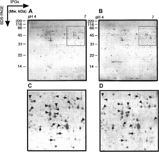 Fig. 6. Two-dimensional electrophoretograms of cycloheximide inhibition of MPRO cells. / MPRO cells were treated with cycloheximide for 2 hours. MPRO cell lysate (1.5 × 106 cells/sample) was loaded for 2DE analysis (pH 4-7). (A) Control MPRO cells. (B) Cycloheximide-treated MPRO cells. The gels were stained with brilliant blue G-colloidal dye. (C,D) The magnified regions of 2 DE gels shown as inset in panels A and B. The arrowheads point to protein spots that decrease in intensity after cycloheximide treatment; the arrows point to spots whose intensity increases after cycloheximide treatment. The other information is presented as in the legend to Figure 1.