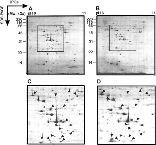 Fig. 7. Two-dimensional electrophoretograms of cycloheximide inhibition of MPRO cells. / MPRO cells from cycloheximide inhibition experiment were also analyzed by basic pH range 2 DE. MPRO cell lysate (1.5 × 106 cells/sample) was loaded for IPGs-PAGE pH 6 to 11 and stained with brilliant blue G-colloidal dye. (A) Control MPRO cells. (B) Cycloheximide-treated MPRO cells. (C,D) The magnified regions of 2 DE gels shown as inset in panels A and B. The arrowheads point to protein spots that decrease in intensity after cycloheximide treatment; the arrows point to spots whose intensity increases after cycloheximide treatment. The other information is presented as in the legend to Figure 1.