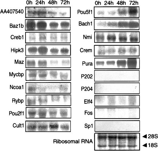 Fig. 9. Northern blot analysis of selected mRNAs. / Equivalent amounts of RNA from MPRO cells induced by ATRA at different time points (0 hour, 24 hours, 48 hours, and 72 hours) were resolved by formaldehyde-agarose gel electrophoresis, stained to verify the amount of loading. Twenty transcription factor genes were separately probed on the RNA filters. The gene symbol of each probe was listed at the left of related Northern blot result. One of the RNA-blotted membrane photographs is shown with methylene blue-stained 28S and 18S RNA subunits demonstrating the quality and quantity of RNA loaded in individual lanes.