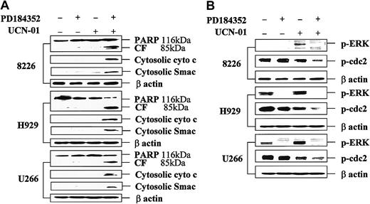 Fig. 2. Coadministration of PD184352 and UCN-01 in MM cells results in enhanced cytochrome c and Smac/DIABLO release, PARP degradation, and p34cdc2 dephosphorylation, but diminished ERK activation. / Logarithmically growing 8226, H929, and U266 MM cells were exposed to 10 μM PD184352 ± 150 nM UCN-01 for 24 hours, after which cells were lysed, the proteins separated by SDS-PAGE, and Western blot analysis performed to monitor expression of PARP (A), phospho-ERK (B; p-ERK), or phospho-p34cdc2 (B; p-cdc2) as described in “Materials and methods.” Alternatively, S-100 cytosolic fractions were obtained as described in “Materials and methods,” and expression of cytochrome c (A; cyto c) and Smac/DIABLO (A; Smac) assessed by Western blot analysis. For each condition, lanes were loaded with 30 μg of protein; blots were subsequently stripped and reprobed for expression of β actin to ensure equivalent loading and transfer of protein. The results of a representative experiment are shown; an additional study yielded equivalent results. CF indicates PARP cleavage fragment.